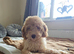 F1b Cavapoo Puppies