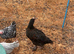 FRENCH COPPER BLACK MARAN COCKEREL