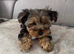 18 week old Yorkshire terrier
