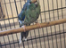 Blue Cream Kakariki