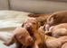 KC top lines Hungarian Vizsla Puppies