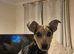 Jack Russell