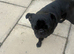 Pug