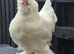 Sultan cross pekin