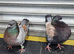 Modena pigeons