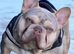 New Shade KC Registered French Bulldog Puppies