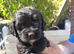 Cockapoo puppies