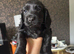 Kc registered cocker spaniel puppies