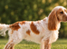 Cocker spaniel for stud