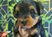 Yorkiepoo