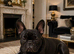 French bulldogs