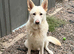 REHOME OUR BOY - WALSALL
