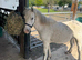 Welsh section A gelding
