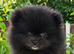 Black Pomeranian Boys Looking forever Homes