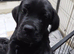 beautiful female cane corso
