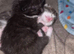 3 gorgeous kittens 1 boy 2 girls