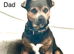 Jack Russell Puppys, HURRY x1 LEFT, Quality Bloodlines