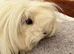 Peruvian sows x2