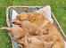 Fox red Labrador pups ready now