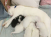 Four white male kittens are ready for their new home.