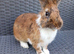 Rex cross lionhead