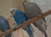 Pair budgies