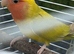 Love bird