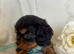 Beautiful Cavalier King
