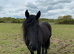 11 yr old 14.1/2 friesian X mare