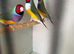 gouldian finches for sale