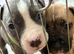 ONLY 3 LEFT!!! Cane corso x American bulldog