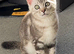 2 LOVING Scottish Bengal kittens PERFECT MIX