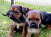 Border x jack russell pups