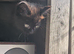 Kitten for rehoming £50