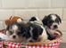 Beautiful tiny Maltipoo puppies