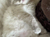 Ragdoll kittens