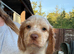 5 Roan Sprocker Puppies