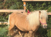 31” mini Shetland mare