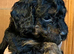 MINIATURE POODLE PUPPIES RED & TAN + BRINDLE