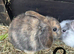 Baby lops ready now