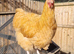 Buff Orpington Cockerels
