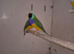 2 Male Gouldian swap for 2 Female Gouldian