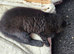 4 beautiful loving kittens