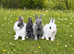 Pure Netherland dwarf babies LAST FEW LEFT