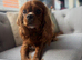 Lovely KC Registered 5yr old ruby girl