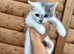 5 beautiful kittens