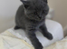 Beautiful Blue British Shorthair Kitten - Gorgeous Round Face