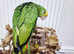 Beautiful baby double yellow headed amazon