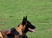 Two Male Belgian Malinois Experienced Working Home Required