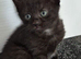 Black kitten ready to leave tomorrow